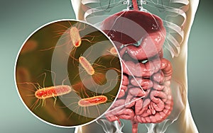 Intestinal microbiome, Escherichia coli