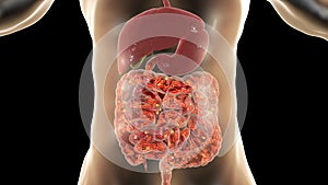 Intestinal microbiome, medical concept photo