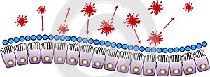 Intestinal mucosa immunity photo