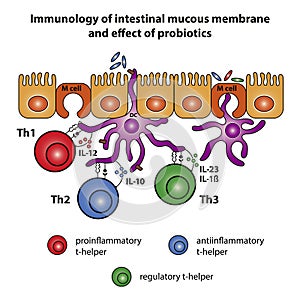 Intestinal Mucous Membrane photo