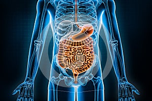 Intestinal tract 3D rendering illustration. Anterior or front view of the human digestive system or bowels. Anatomy, medical,