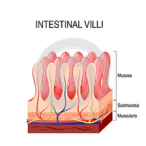 Intestinal villi