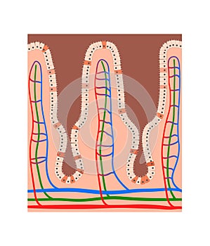 Intestinal villi anatomy, epithelial cells with microvilli and capillary network detailed illustration