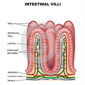 Intestinal villi anatomy