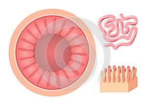 Intestinal villi anatomy, small intestine lining . organ