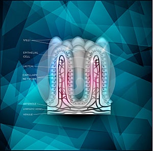 Intestinal villi background