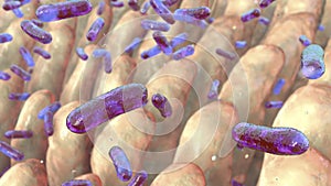 Intestinal villi with enteric bacteria photo