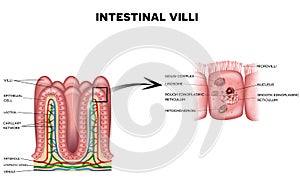 Intestinal villi and microvilli