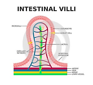 Intestinal villi. Microvilli. Intestinal epithelium. Villi absorb nutrients from the food.