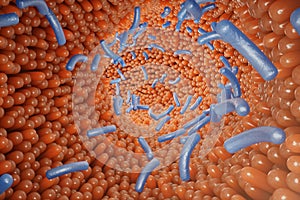 Intestinal villi, mucosa intestinal. Bacteria and microbes in intestines. Microscopic villi and capillary. Human photo