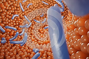 Intestinal villi, mucosa intestinal. Bacteria and microbes in intestines. Microscopic villi and capillary. Human