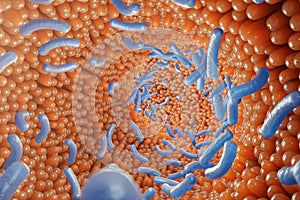 Intestinal villi, mucosa intestinal. Bacteria and microbes in intestines. Microscopic villi and capillary. Human photo