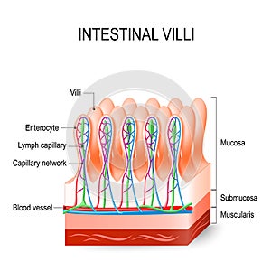 Intestinal villi in the small intestine. Human anatomy. photo