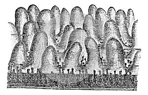 Intestinal Villi, vintage engraving photo