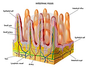 Intestinal villus photo