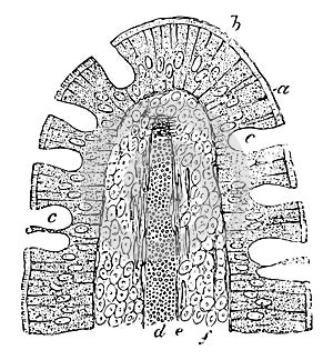 Intestinal Villus of a Cat, vintage illustration photo