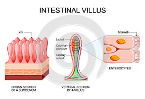 Intestinal villus. Different between Villi and microvilli photo