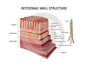 Intestinal wall structure. Stomach wall layers detailed anatomy