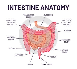 Intestine anatomy. Human body digestive system bowel infographic with duodenum, colon and jejunum. Internal abdominal