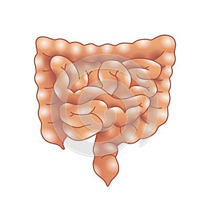 Intestine - anatomy of human viscera