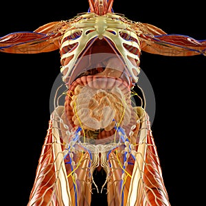 Intestine, digestive system, stomach, esophagus, duodenum, colon with elongated shade. Human anatomy