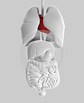 Intestine lungs heart human body woman