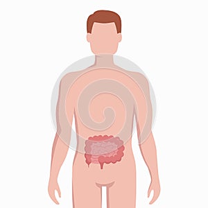 Intestine on man body silhouette vector medical illustration isolated on white background. Human inner organ placed in