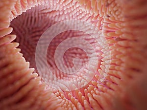 Intestine microvilli close up 3d render. Gut microbiome and digestive system of human