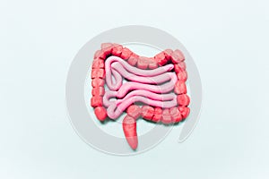 Intestine model on a blue background