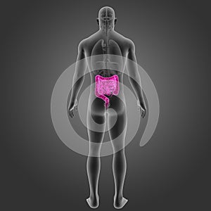 Intestine with Organs Posterior view