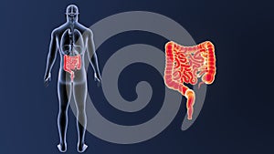 Intestine zoom with Organs