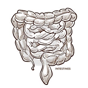 Intestines digestive system isolated sketch internal organs