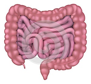 Intestines Gut Human Digestive System photo