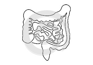 Intestines. Human body organ. Continuous line illustration of Internal digestive system isolated on white background. Anatomical