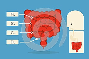 Intestines infographics