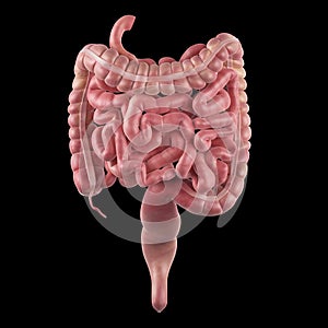 The intestines photo