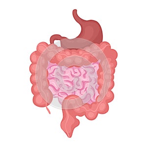 Intestines organ vector illustration photo