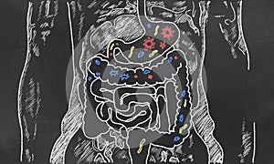 Intestines Sketch with Guts Bacteria