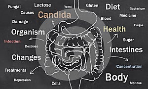 Intestini schizzo le parole 