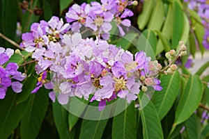 Inthanin flowers are blooming in thailand, Queenâ€™s flower, Queen`s crape myrtle, Pride of India, Jarul.