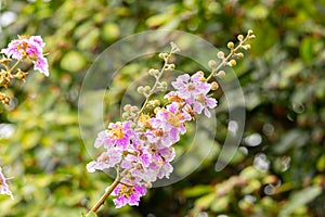 Inthanin flowers or Queen`s Flower blooming with water droplets on the petals on tree.