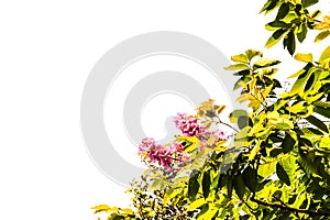 Inthanin green leaves, pink flowers Green leaves isolated white background.