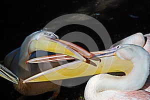 Intimacy between Pelicans