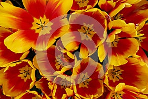Intimate Bloom: Close-up of Tulipa gesneriana (Gesner\'s Tulip