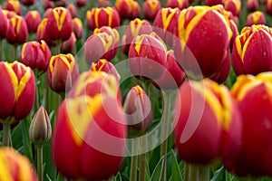 Intimate Bloom: Close-up of Tulipa gesneriana (Gesner\'s Tulip