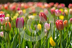 Intimate Bloom: Close-up of Tulipa gesneriana (Gesner\'s Tulip