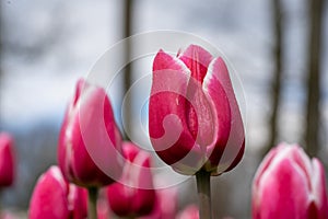 Intimate Bloom: Close-up of Tulipa gesneriana (Gesner\'s Tulip