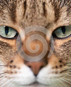 Intimate Close-Up of a Cat\'s Face with Striking Green Eyes photo