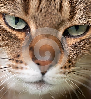 Intimate Close-Up of a Cat\'s Face with Striking Green Eyes photo