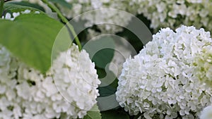Intimate Close-Up: Witness the Vibrant Blooming of the Resilient Annabelle Hydrangea